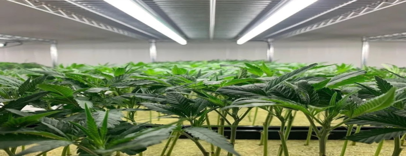 Premium Cannabis Clones