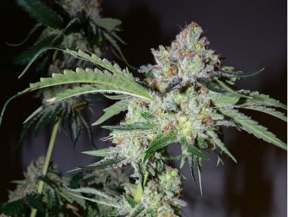 Bubba Kush clone