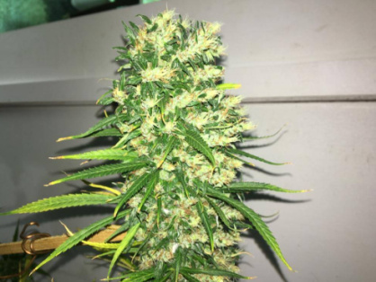 Durban Poison clone