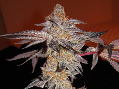 Girl Scout Cookies Clone