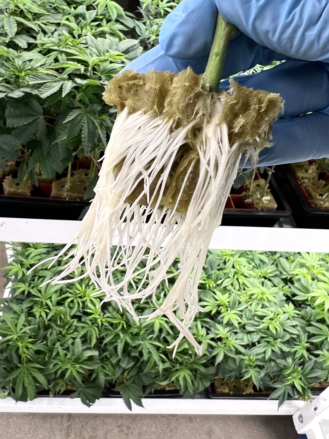 GMO Cookies cannabis clone, day 14, rooted