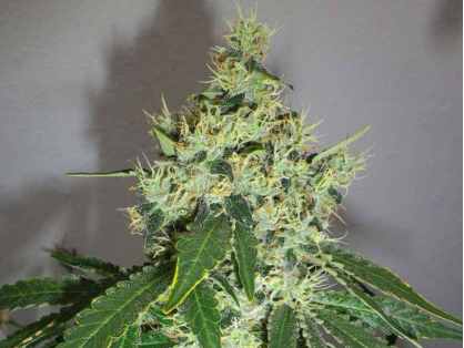 Jack Herer Cannabis Clone
