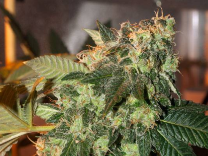 Northern Lights clone