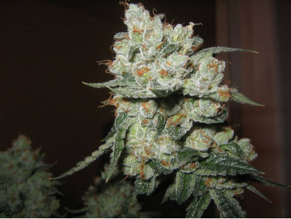 OG Kush Cannabis Clone