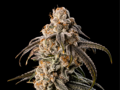 Purple Punch Cannabis Clone