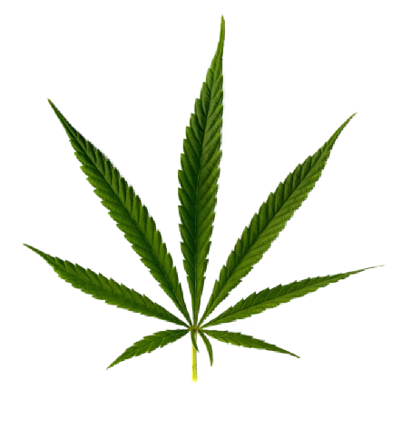 Sativa Cannabis Clones