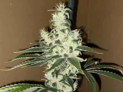 Sour Diesel Cannabis Clone