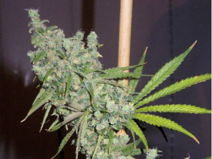 Trainwreck clone